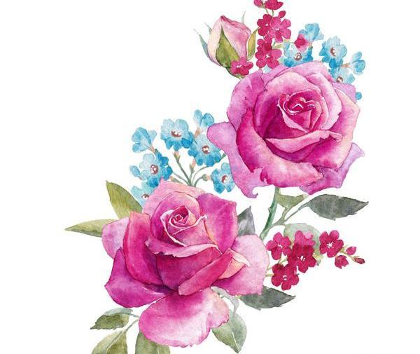 عکس گل رز آبی بنفش