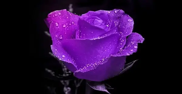 عکس گل رز آبی بنفش