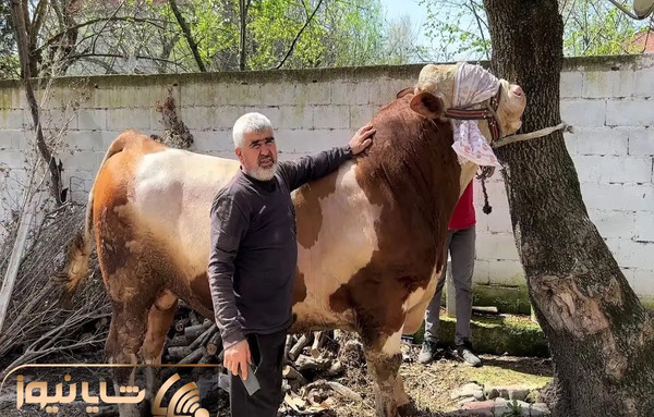 عکس کوسه ی گاوی