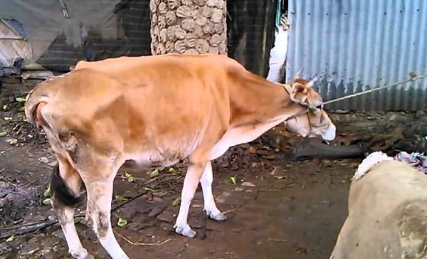 عکس تیله ی گاوی