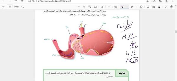 عکس معده ی گاو