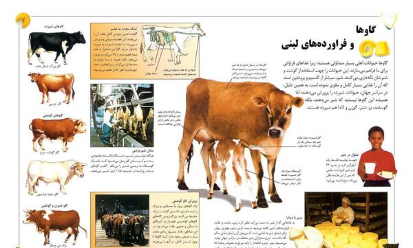 عکس معده ی گاو