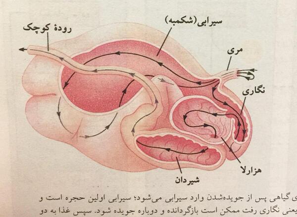 عکس معده ی گاو