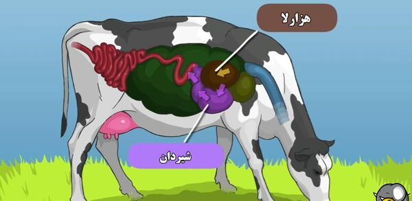 عکس معده ی گاو