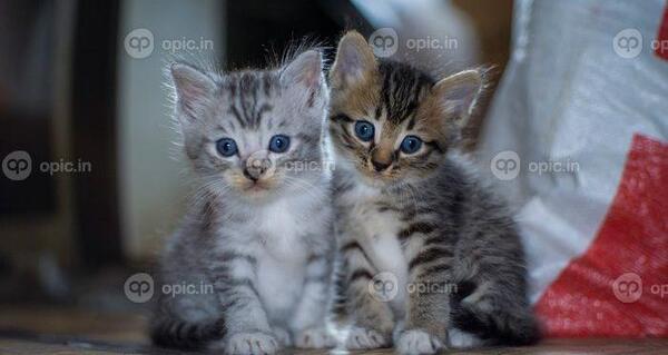عکس گربه ناز کوچک