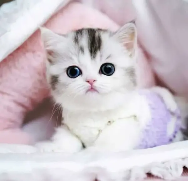 عکس گربه ناز کوچک