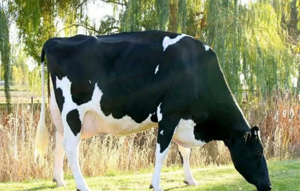 عکس نازنین گاو