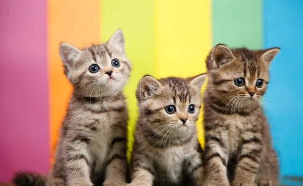 عکس گربه های کوچولو بامزه