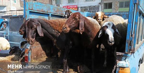 عکس کشتن گاو در کشتارگاه
