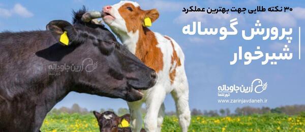 عکس غذا خوردن گاو