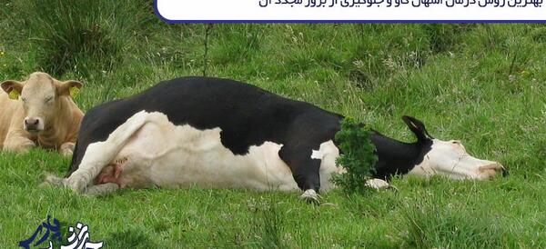 عکس غذا خوردن گاو