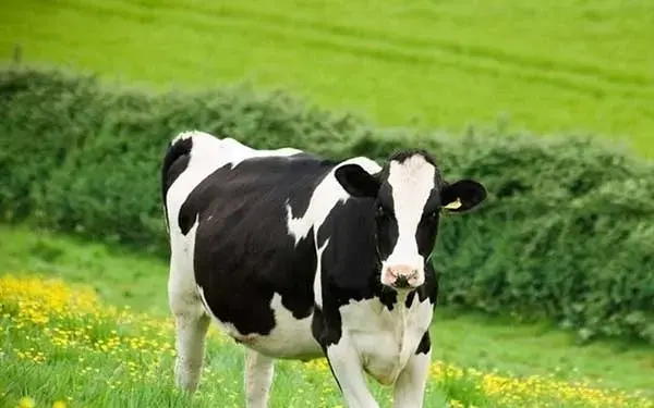 عکس غذا خوردن گاو