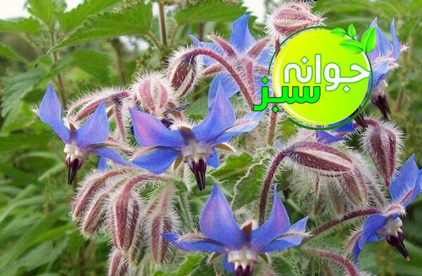 عکس گل گاو زبان طبیعی