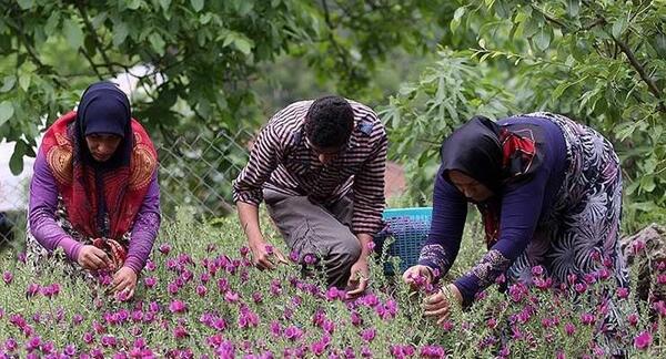 عکس گل گاو زبان طبیعی