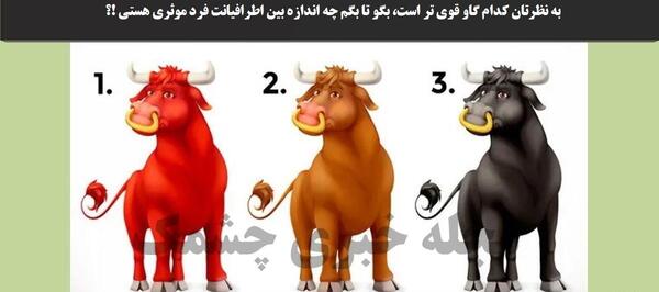 عکس گاو شاخدار وحشی