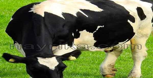 عکس گاو شاخدار وحشی