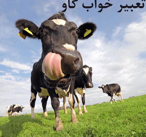 عکس گاو شاخدار وحشی