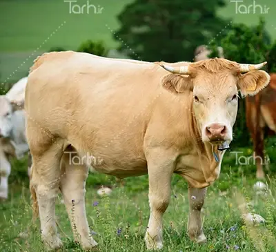عکس گاو شاخدار وحشی