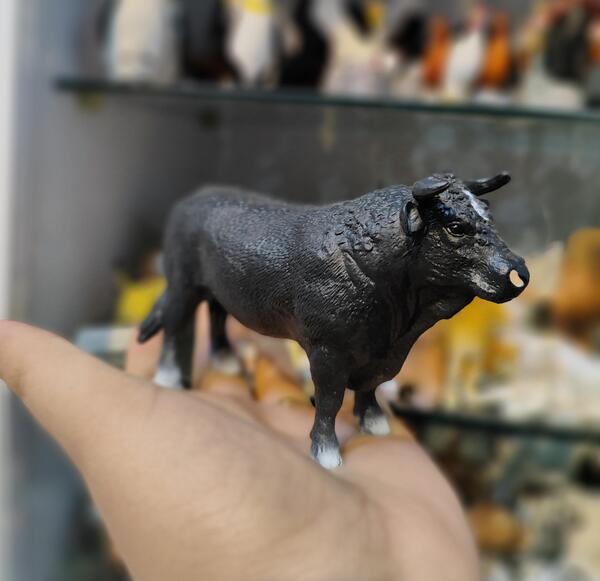 عکس گاو شاخدار سیاه