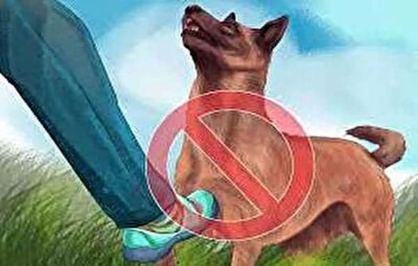 عکس گاو سگی
