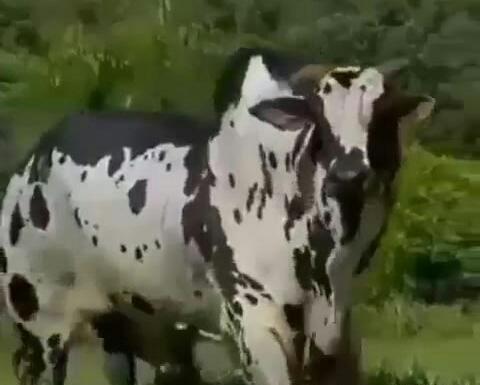 عکس گاو اصیل سیستانی