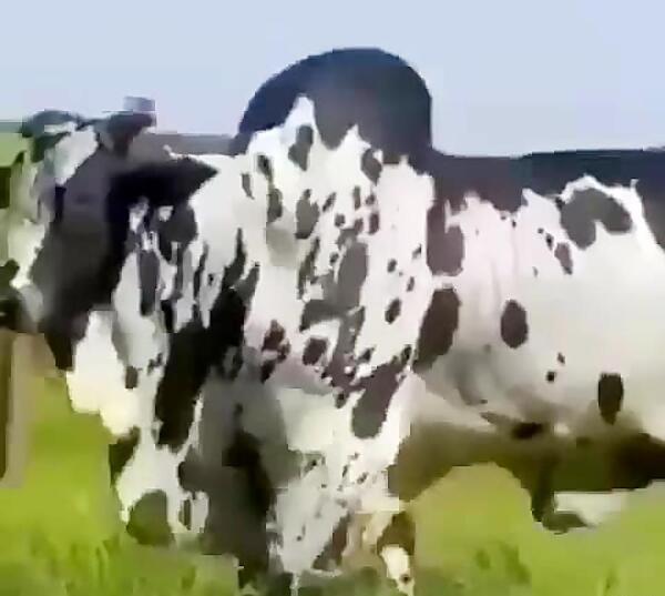 عکس گاو اصیل سیستانی