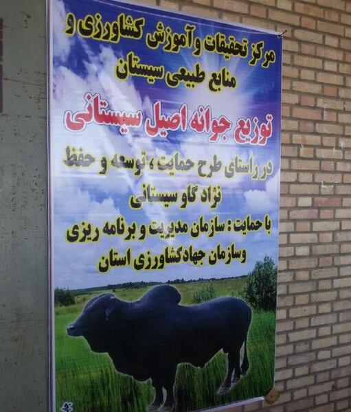 عکس گاو اصیل سیستانی