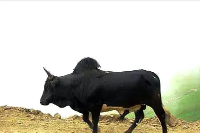 عکس گاو اصیل سیستانی