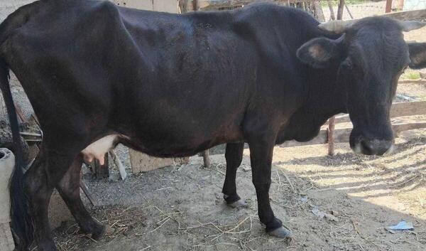 عکس گاو اصیل سیستانی
