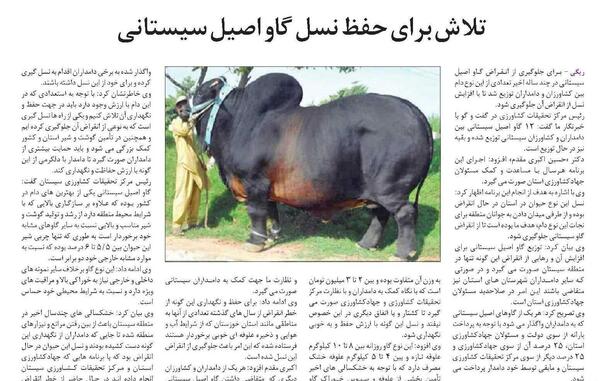 عکس گاو اصیل سیستانی