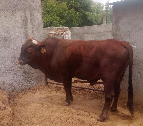 عکس گاو اصیل سیستانی