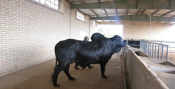 عکس گاو اصیل سیستانی