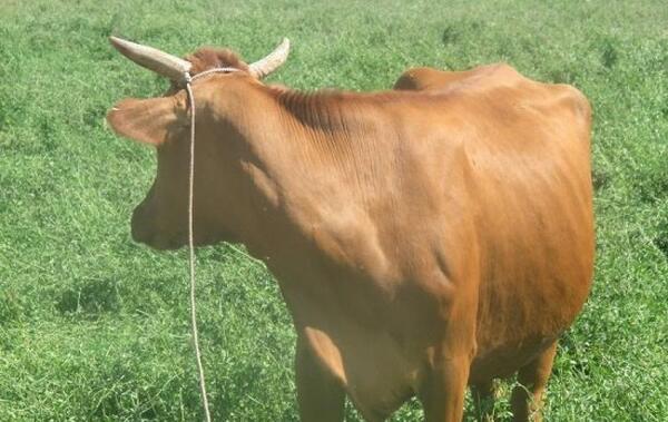 عکس گاو اصیل سیستانی