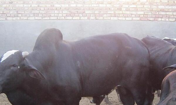 عکس گاو اصیل سیستانی