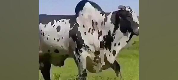 عکس گاو اصیل سیستانی
