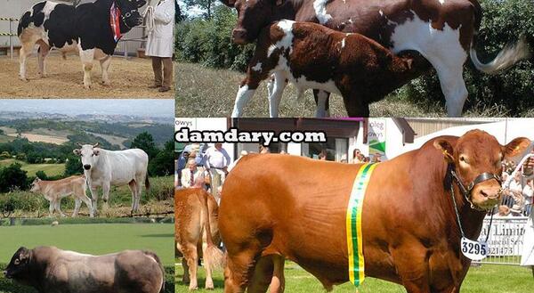 عکس نژاد گاو سیستانی