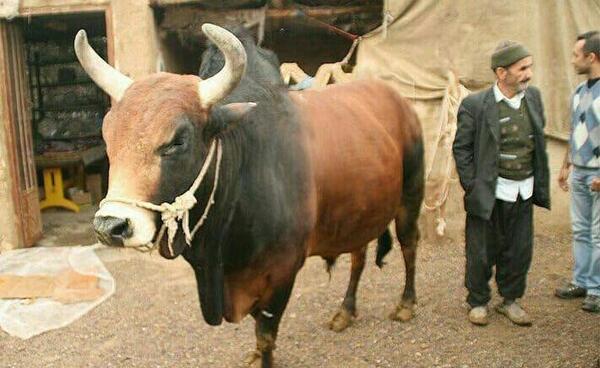 عکس نژاد گاو سیستانی