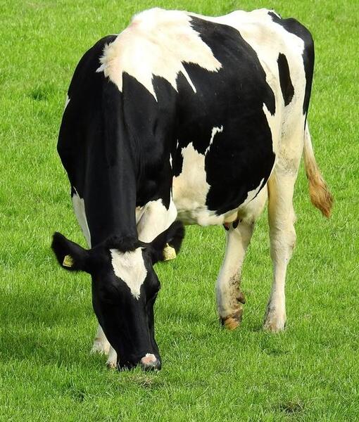 عکس نژاد گاو سیستانی