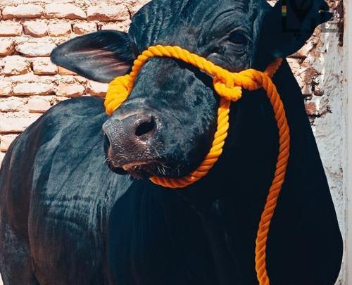 عکس نژاد گاو سیستانی