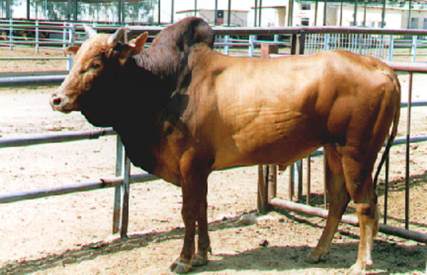 عکس نژاد گاو سیستانی