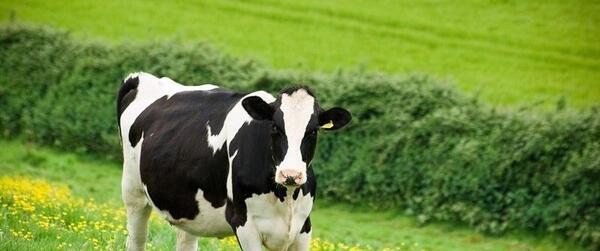 عکس نژاد گاو سیستانی