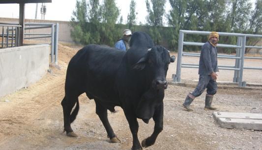 عکس نژاد گاو سیستانی