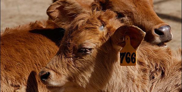 عکس نژاد گاو سیستانی