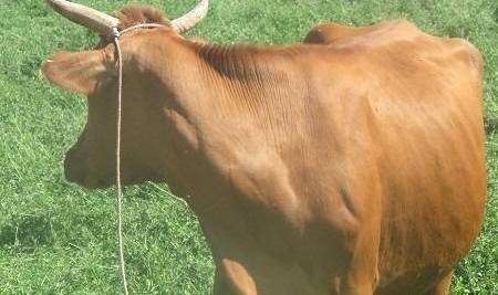 عکس نژاد گاو سیستانی