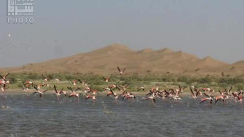 عکس باتلاق گاوخونی اصفهان
