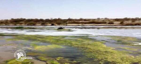 عکس باتلاق گاوخونی اصفهان