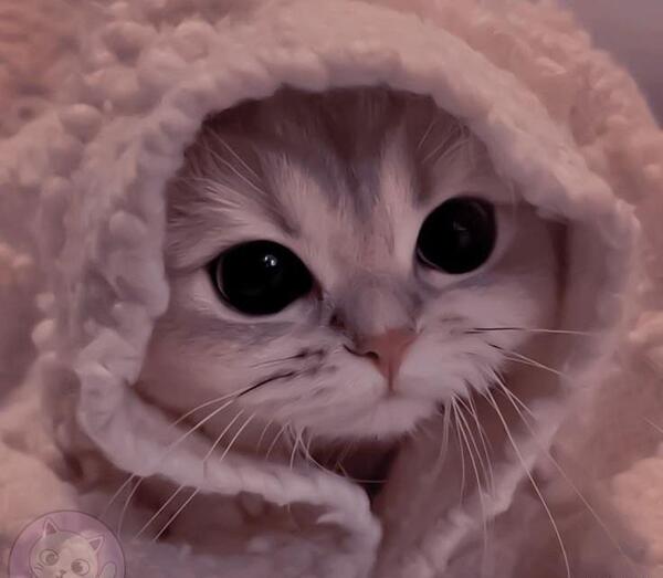 عکس گربه های گنگ