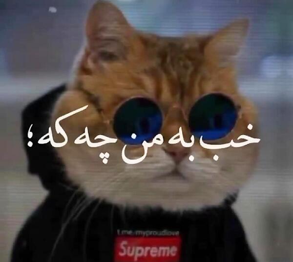 دانلود عکس گربه گنگ