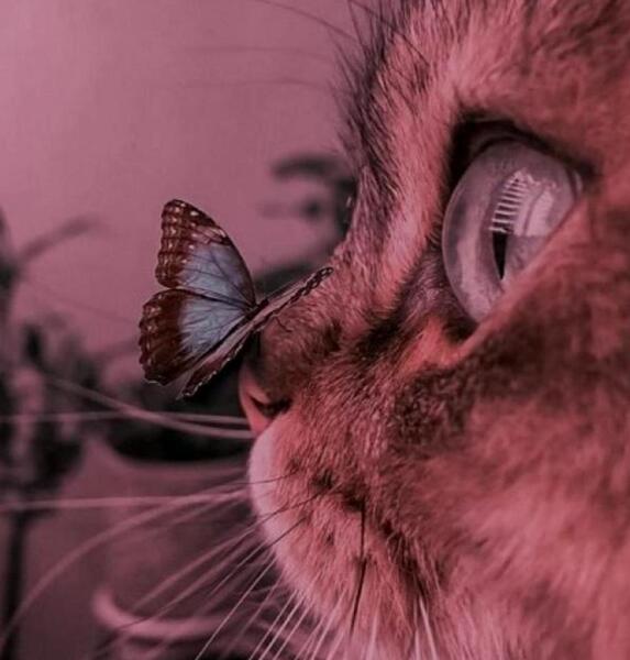دانلود عکس گربه گنگ