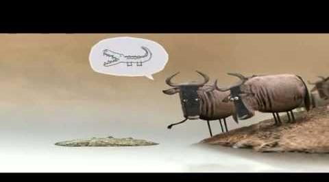 عکس گاو خنگول